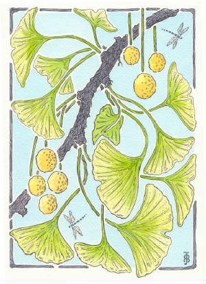 ginkgo_1.JPG